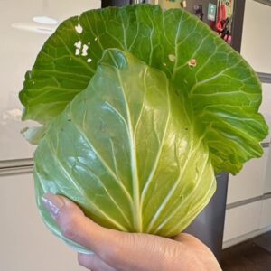 高麗菜