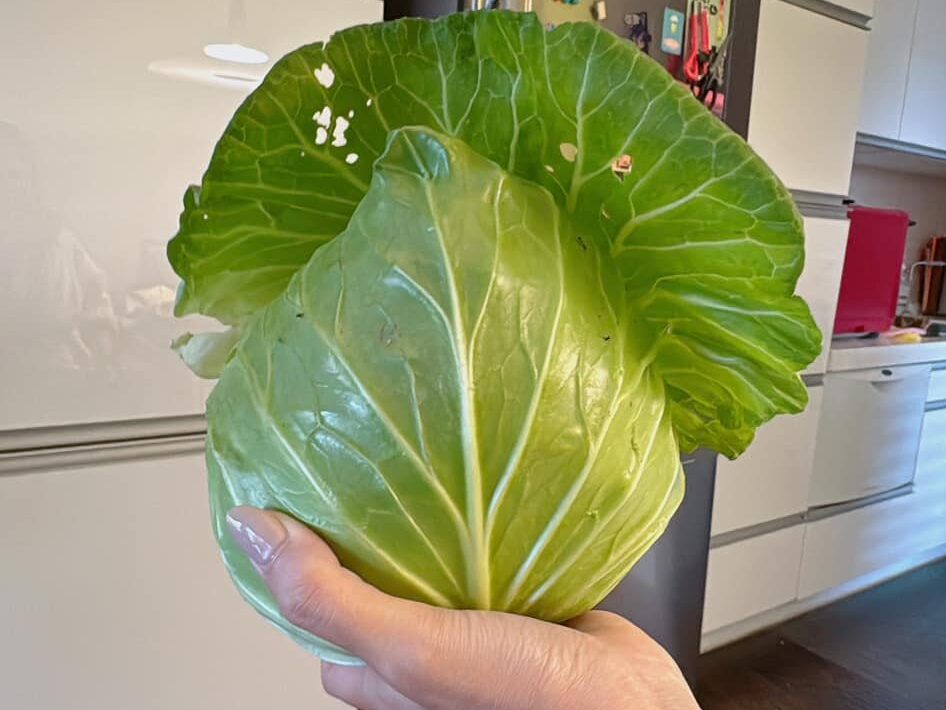 高麗菜